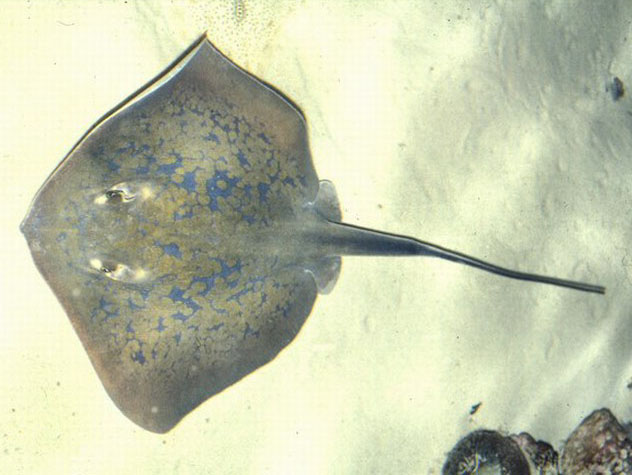 (Dasyatis Rafinesque, 1810) Род Дазиатисы, Хвостоколы, Скатыхвостоколы